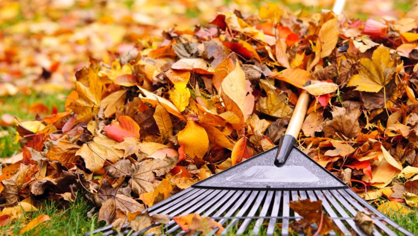 Fall-Leaf-Removal-Service_1200x900