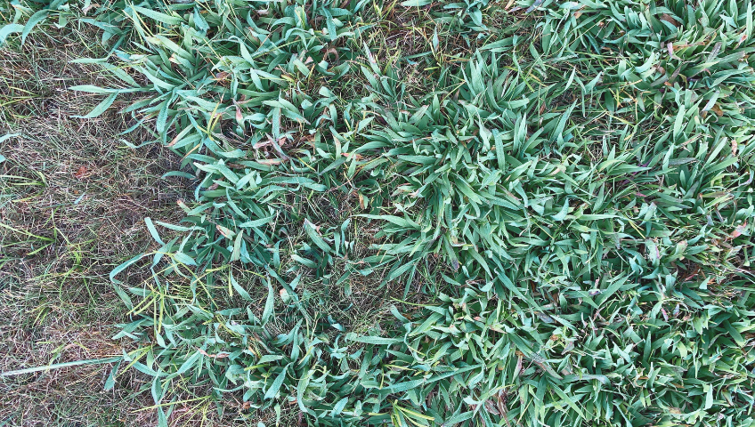crabgrass