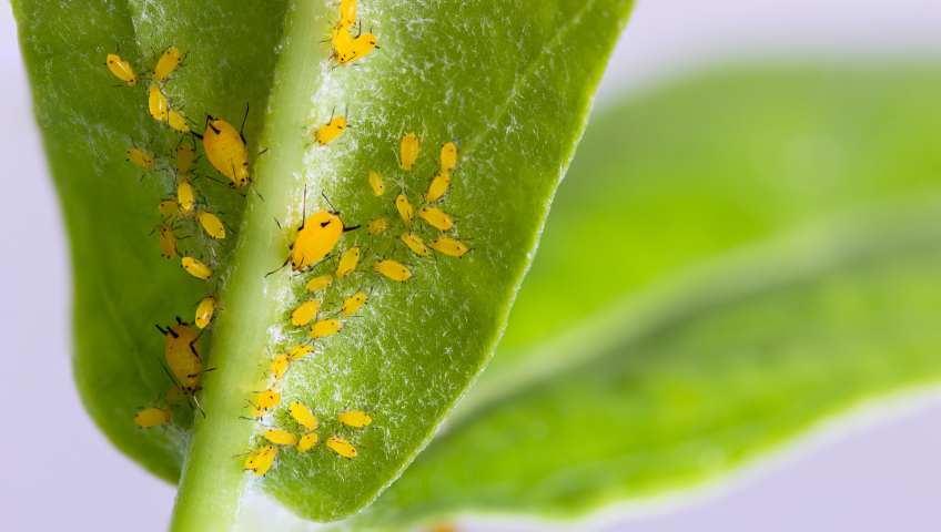 Aphids on a leaf