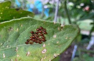 Squash bug eggs