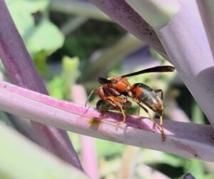 A Wasp eating a zebra caterpillar