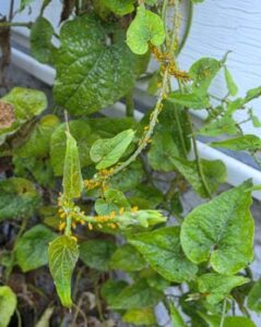 Yellow aphids