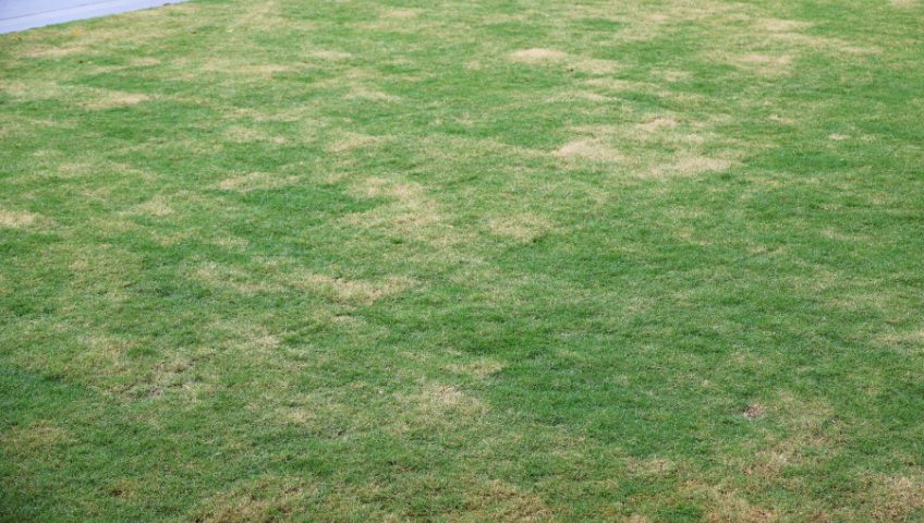 Heat stressed lawn