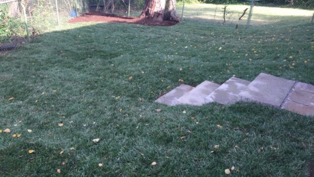 sod installation