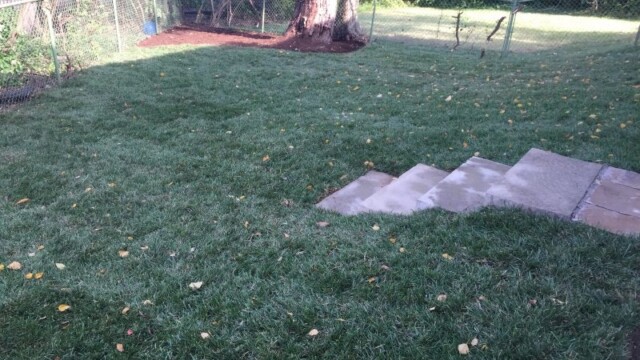 sod installation